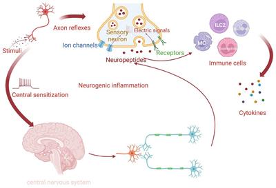 Neuroimmune communication in allergic rhinitis